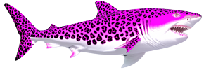 Shark